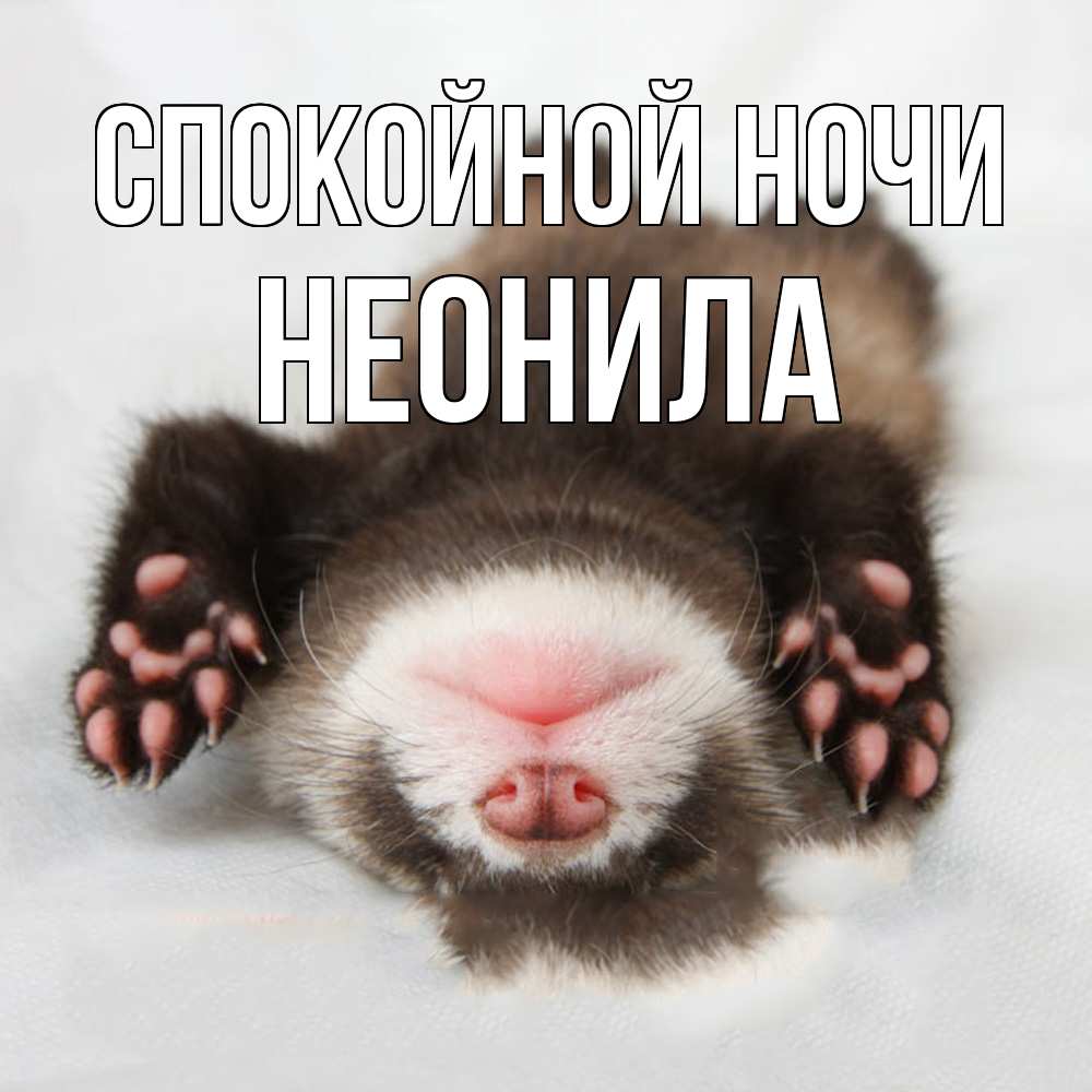 Открытка на каждый день с именем, Неонила Спокойной ночи зверек Прикольная открытка с пожеланием онлайн скачать бесплатно 
