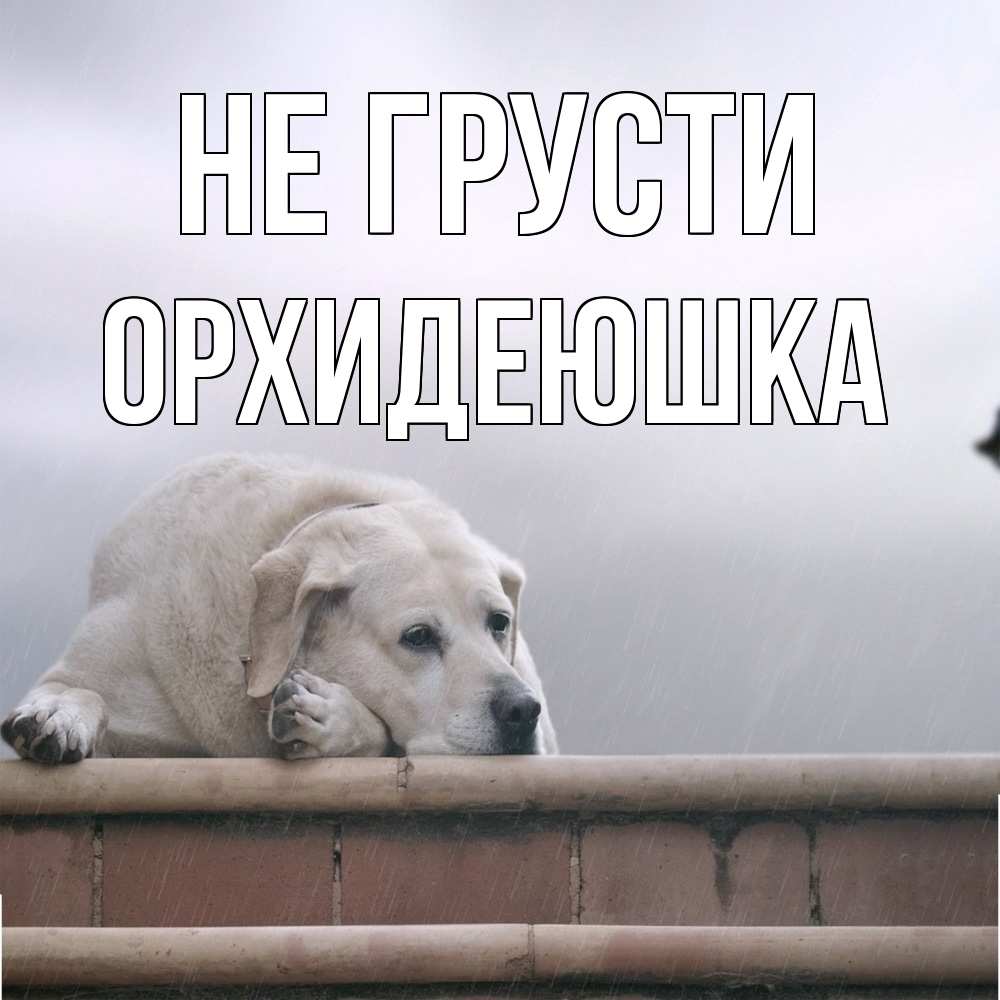 Открытка на каждый день с именем, Орхидеюшка Не грусти белый пес 1 Прикольная открытка с пожеланием онлайн скачать бесплатно 