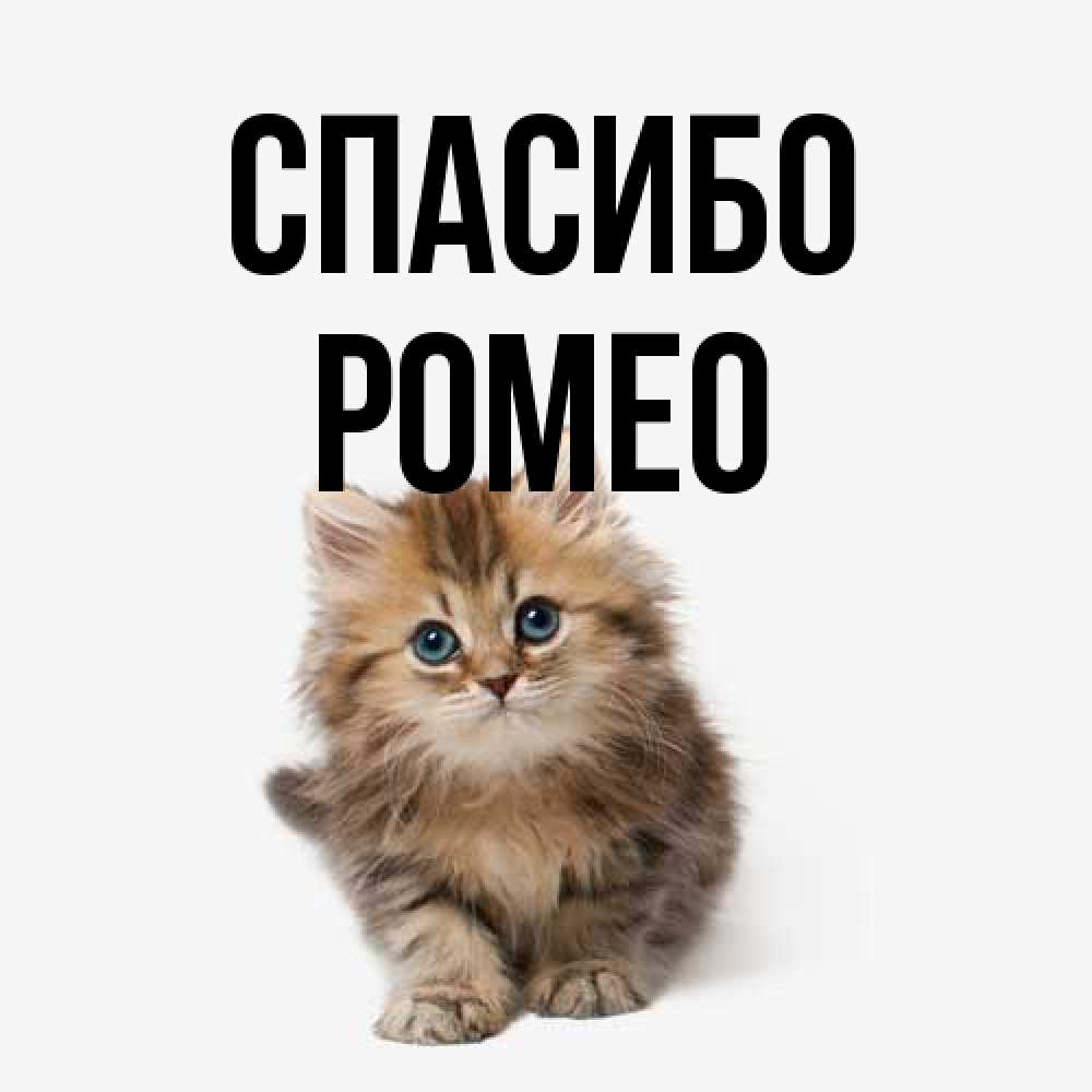 Открытка на каждый день с именем, Ромео Спасибо пушистый котик Прикольная открытка с пожеланием онлайн скачать бесплатно 