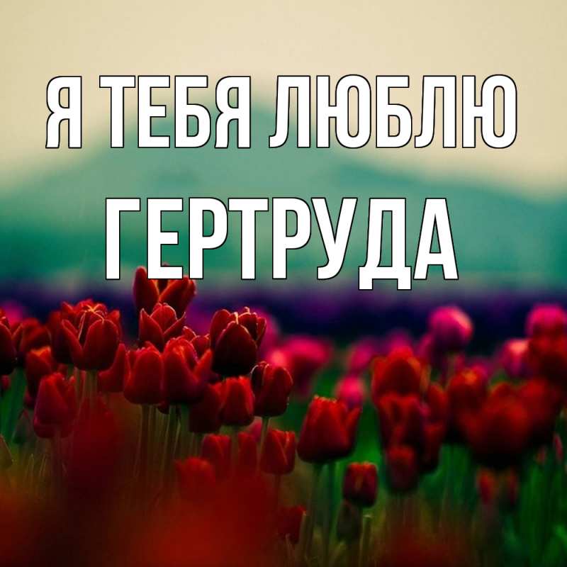 Картинка Я тебя люблю, Гертруда