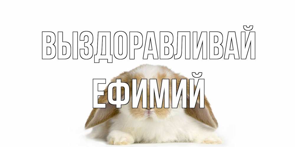 Открытка на каждый день с именем, Ефимий Выздоравливай вислоухий кролик белого и коричневого цвета Прикольная открытка с пожеланием онлайн скачать бесплатно 