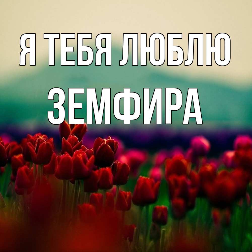 Открытка на каждый день с именем, Земфира Я тебя люблю тюльпаны 4 Прикольная открытка с пожеланием онлайн скачать бесплатно 