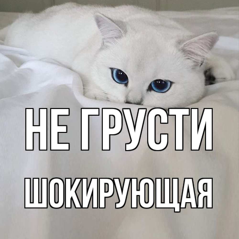 Открытка на каждый день с именем, Шокирующая Не грусти белый кот с голубыми глазами на белоснежной кровати Прикольная открытка с пожеланием онлайн скачать бесплатно 