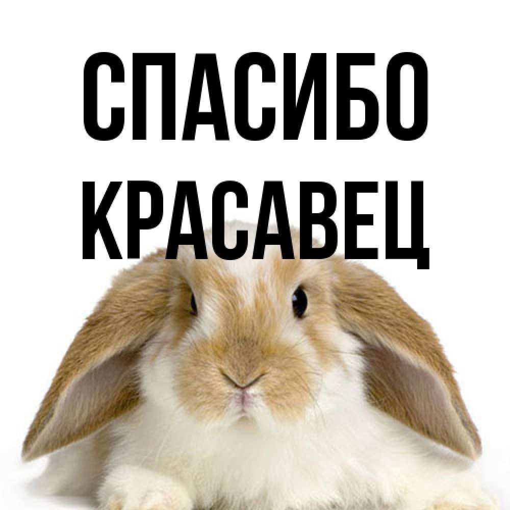 Открытка на каждый день с именем, Красавец Спасибо коричнево белый заяц Прикольная открытка с пожеланием онлайн скачать бесплатно 
