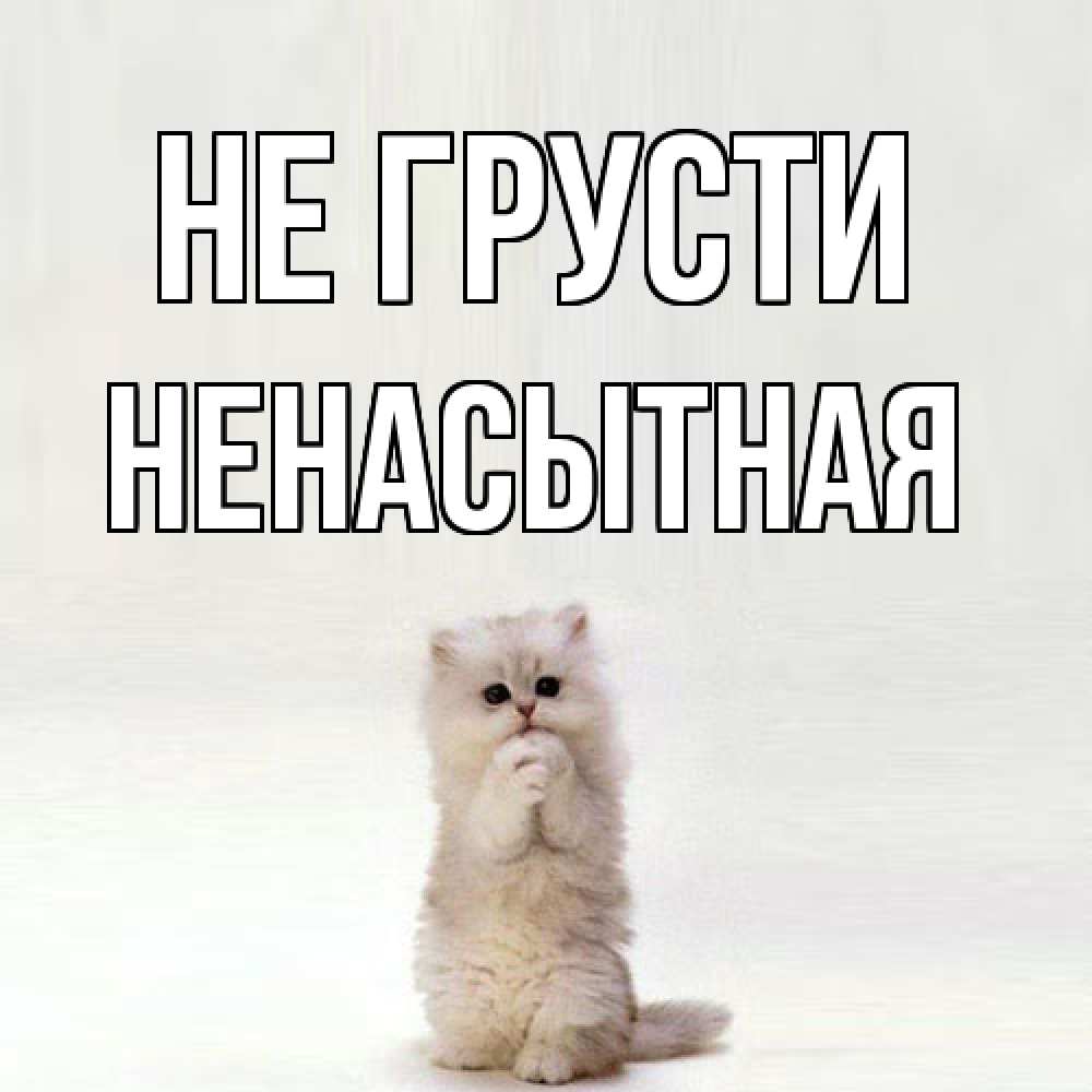 Открытка на каждый день с именем, Ненасытная Не грусти грустный кот Прикольная открытка с пожеланием онлайн скачать бесплатно 