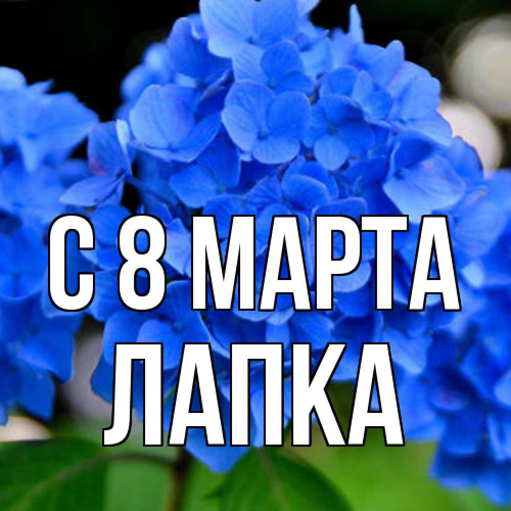 Открытка на каждый день с именем, лапка C 8 МАРТА синие цветы Прикольная открытка с пожеланием онлайн скачать бесплатно 