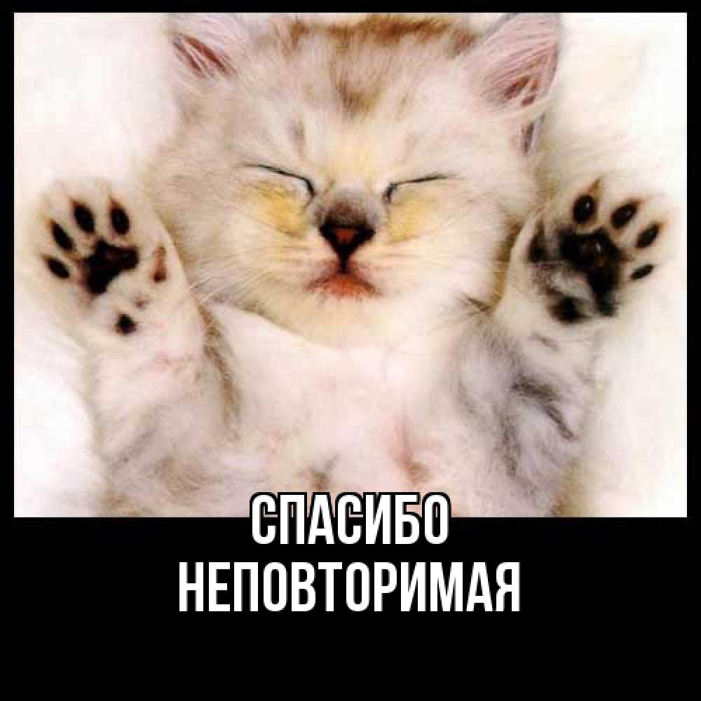 Открытка на каждый день с именем, Hеповтоpимая Спасибо маленький котенок Прикольная открытка с пожеланием онлайн скачать бесплатно 