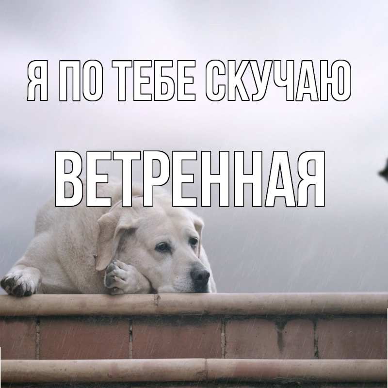 Картинка Я по тебе скучаю, Ветренная