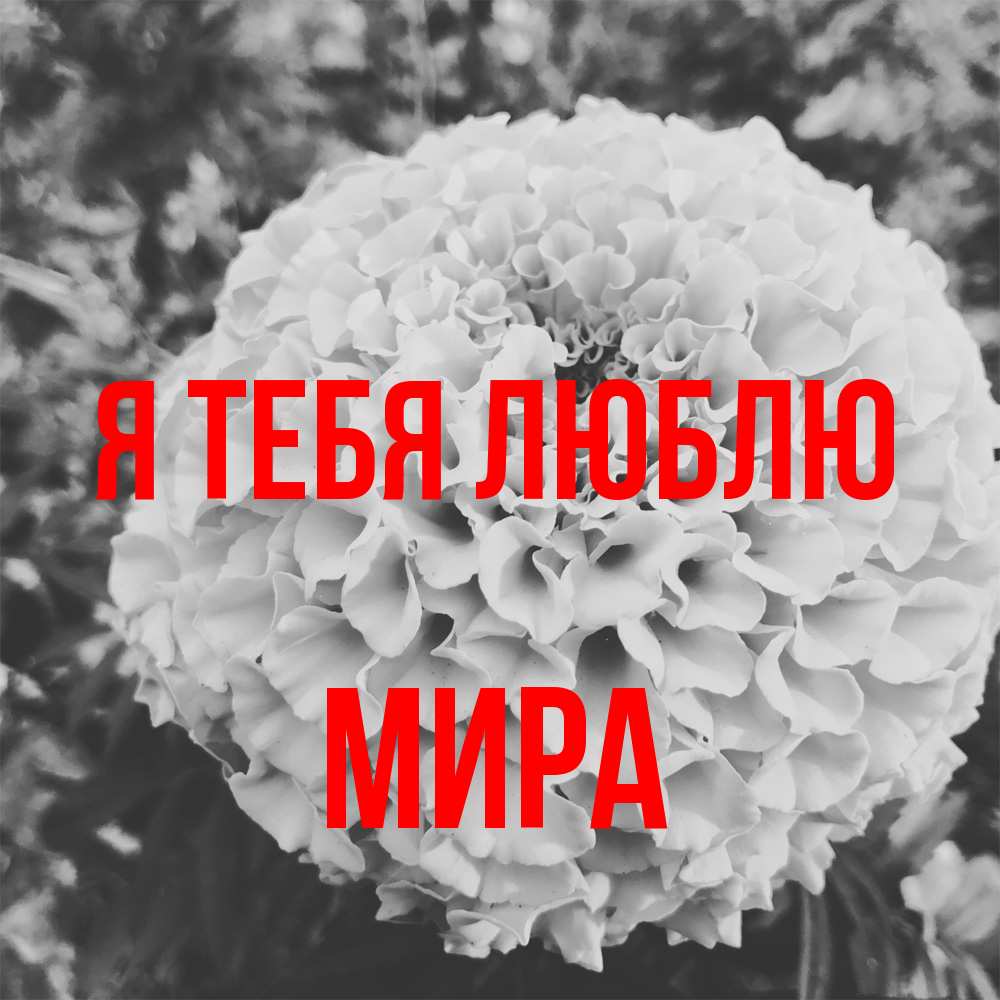 Открытка на каждый день с именем, Мира Я тебя люблю подпись Прикольная открытка с пожеланием онлайн скачать бесплатно 