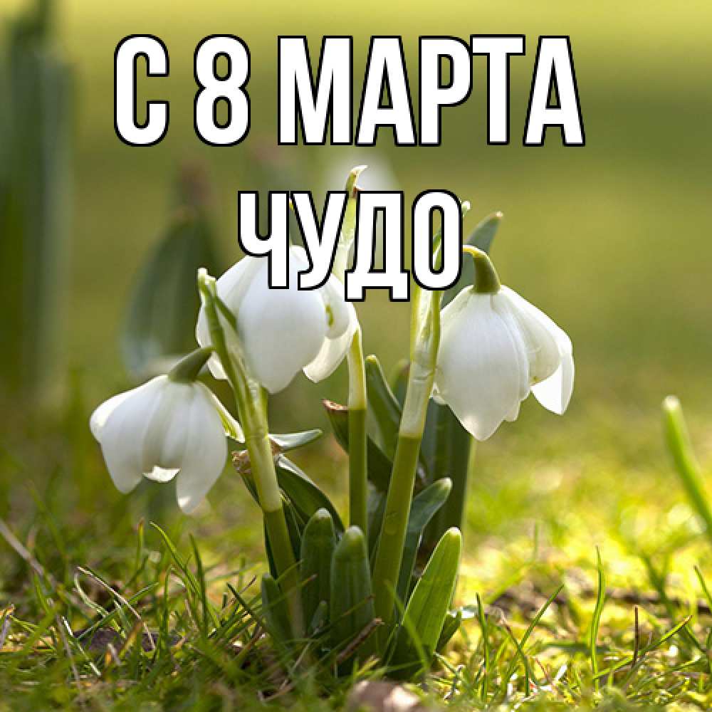 Открытка на каждый день с именем, Чудо C 8 МАРТА ранние цветы 2 Прикольная открытка с пожеланием онлайн скачать бесплатно 