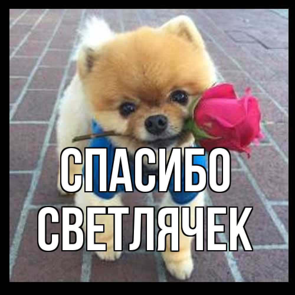 Открытка на каждый день с именем, Светлячек Спасибо спасибо и дарю тебе цветок Прикольная открытка с пожеланием онлайн скачать бесплатно 