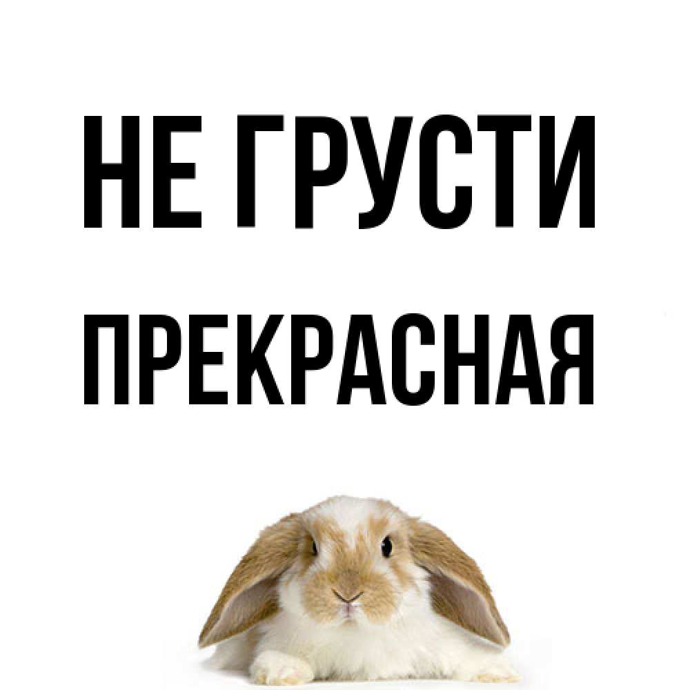 Открытка на каждый день с именем, Пpекpасная Не грусти коричнево белый заяц с большими ушками Прикольная открытка с пожеланием онлайн скачать бесплатно 