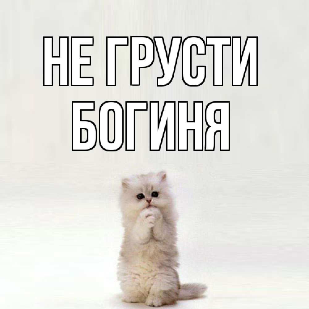 Открытка на каждый день с именем, Богиня Не грусти грустный кот Прикольная открытка с пожеланием онлайн скачать бесплатно 
