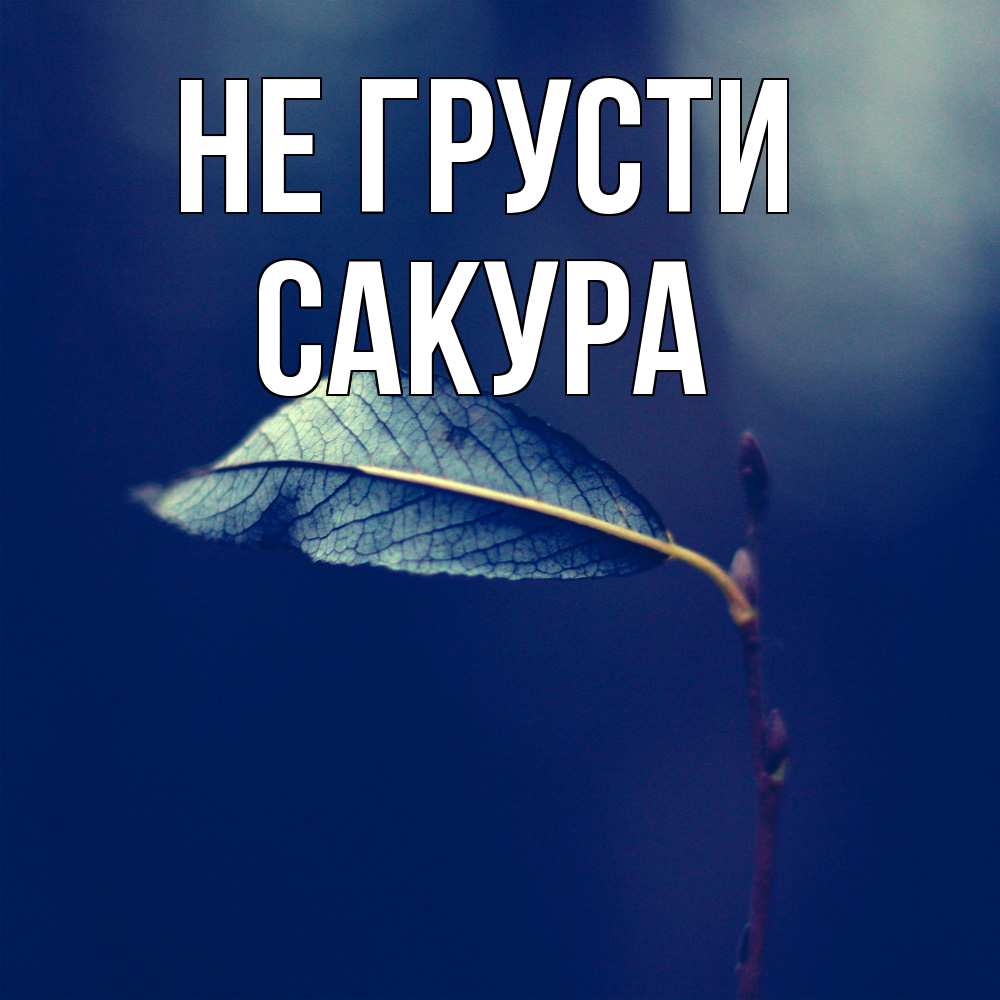 Открытка на каждый день с именем, Сакура Не грусти растение Прикольная открытка с пожеланием онлайн скачать бесплатно 