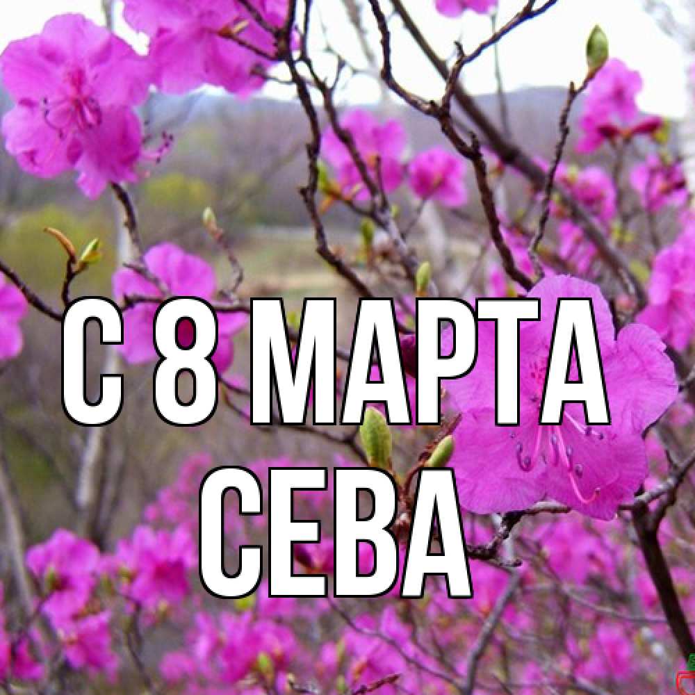 Открытка на каждый день с именем, Сева C 8 МАРТА международный женский день Прикольная открытка с пожеланием онлайн скачать бесплатно 