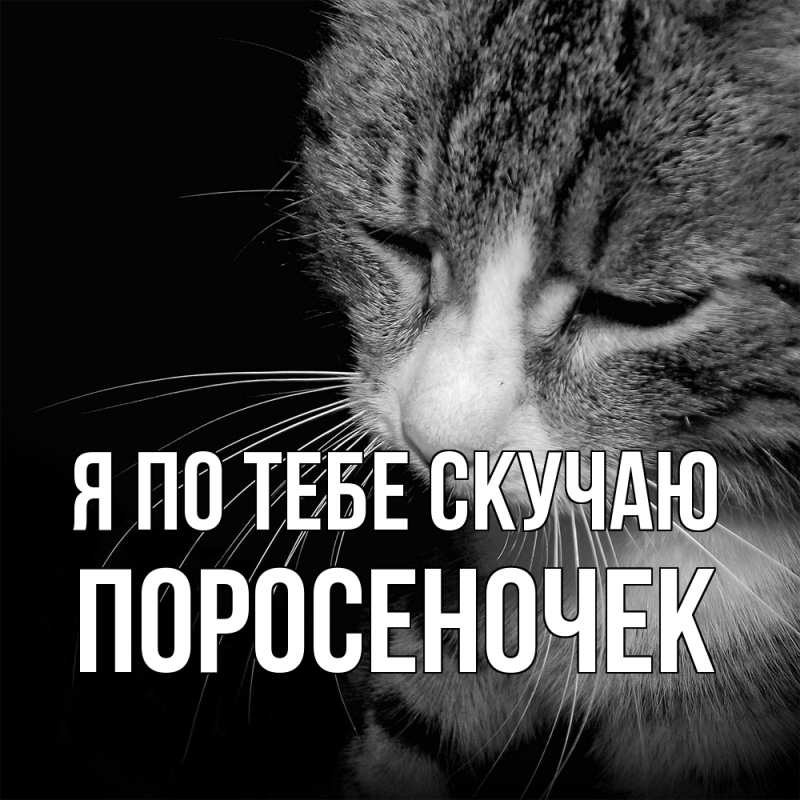 Картинка Я по тебе скучаю, поросеночек