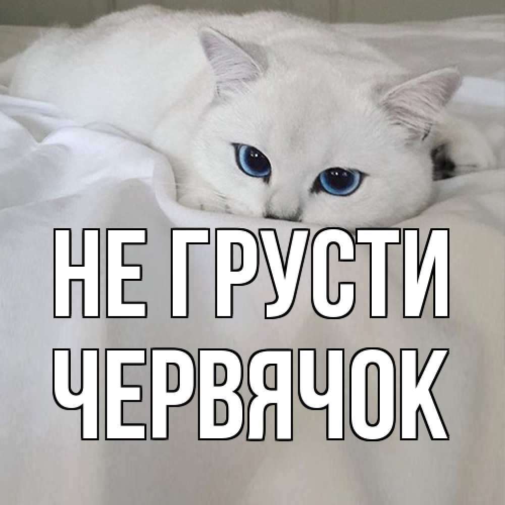 Открытка на каждый день с именем, Червячок Не грусти белый кот с голубыми глазами на белоснежной кровати Прикольная открытка с пожеланием онлайн скачать бесплатно 