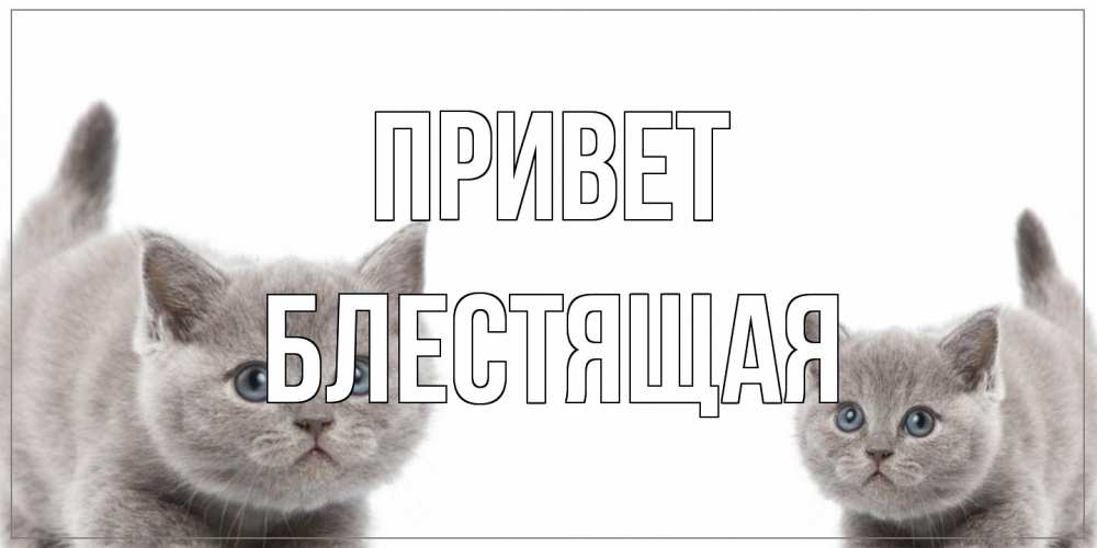 Открытка на каждый день с именем, блестящая Привет коты Прикольная открытка с пожеланием онлайн скачать бесплатно 