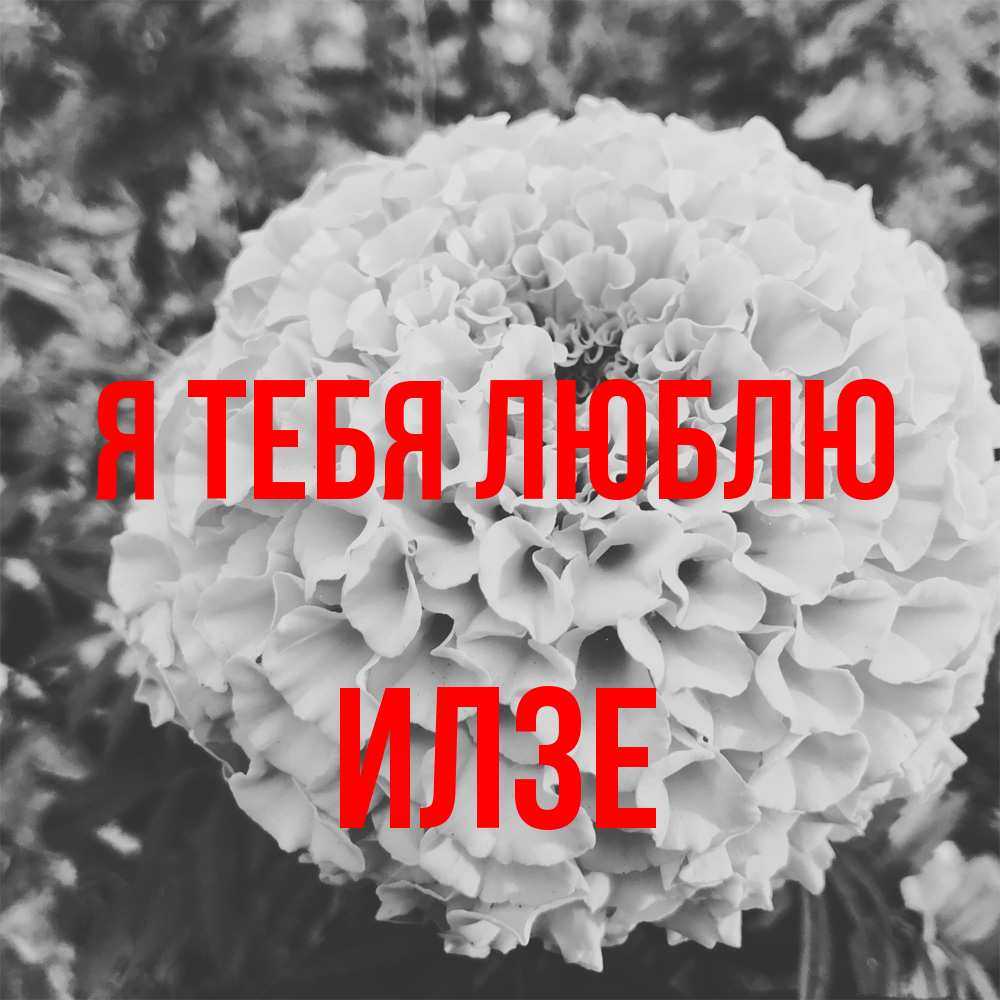Открытка на каждый день с именем, Илзе Я тебя люблю подпись Прикольная открытка с пожеланием онлайн скачать бесплатно 