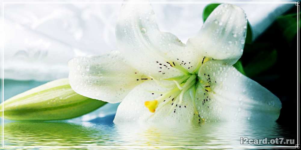 Открытка на каждый день с именем, Арман С днем рождения лилия на открытке ко дню рождения Прикольная открытка с пожеланием онлайн скачать бесплатно 