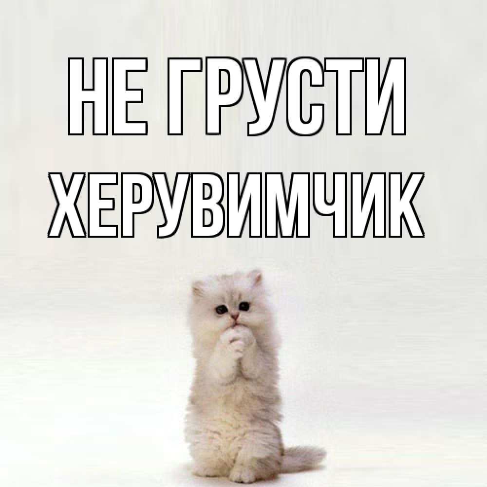 Открытка на каждый день с именем, Хеpувимчик Не грусти грустный кот Прикольная открытка с пожеланием онлайн скачать бесплатно 