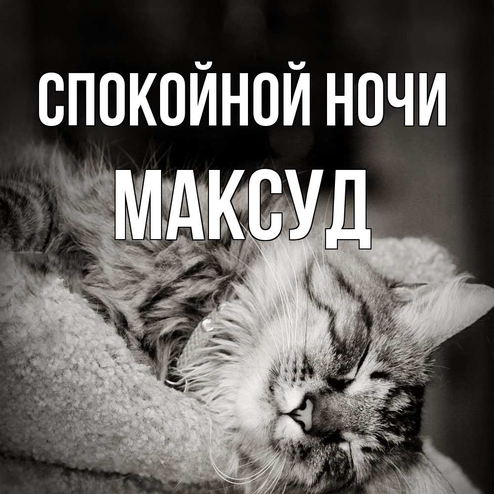 Открытка на каждый день с именем, Максуд Спокойной ночи котярик пушистый Прикольная открытка с пожеланием онлайн скачать бесплатно 