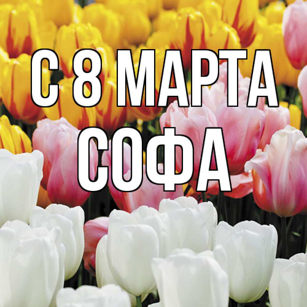 Открытка на каждый день с именем, Софа C 8 МАРТА разноцветные цветы Прикольная открытка с пожеланием онлайн скачать бесплатно 