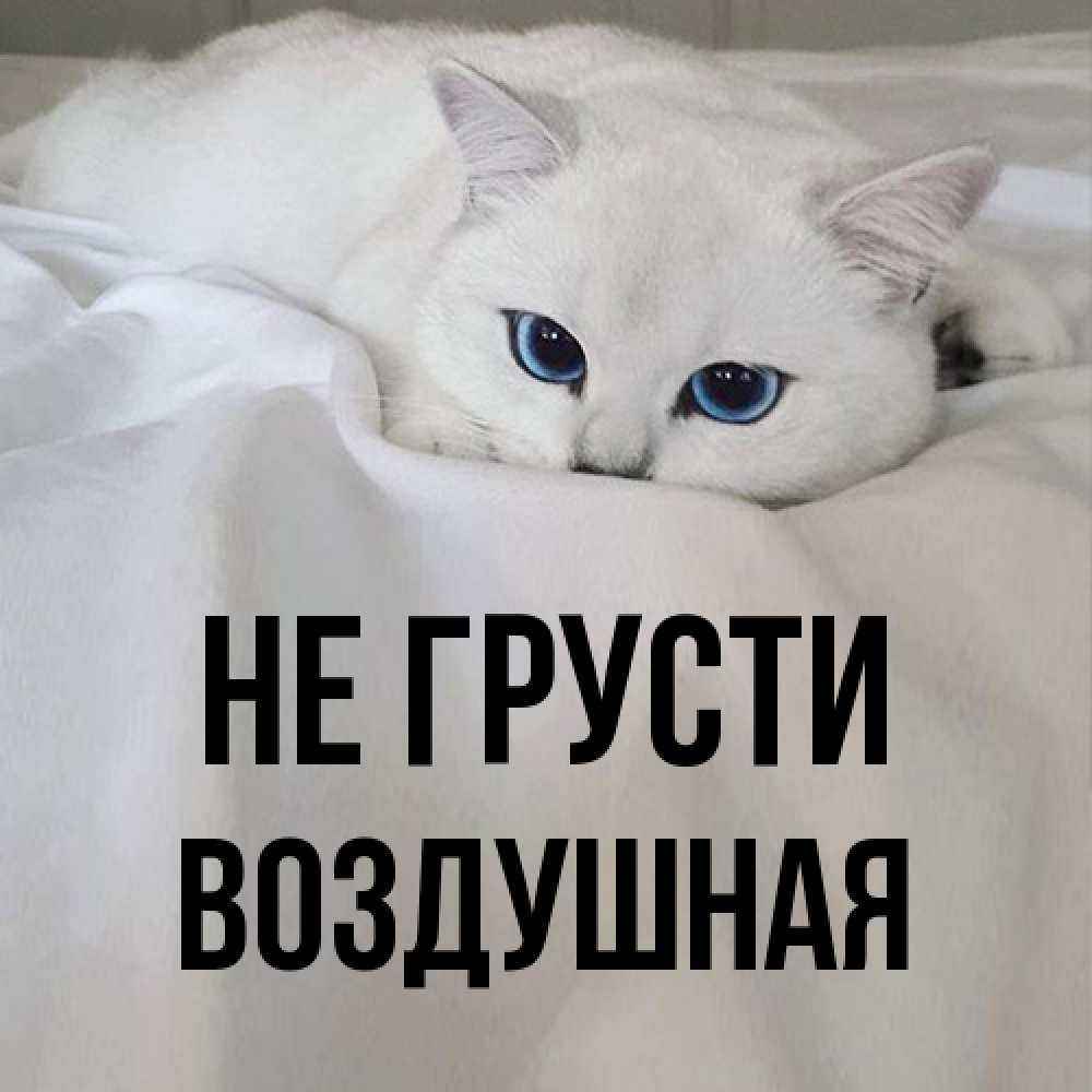 Открытка на каждый день с именем, воздушная Не грусти Голубоглазая кошка Прикольная открытка с пожеланием онлайн скачать бесплатно 