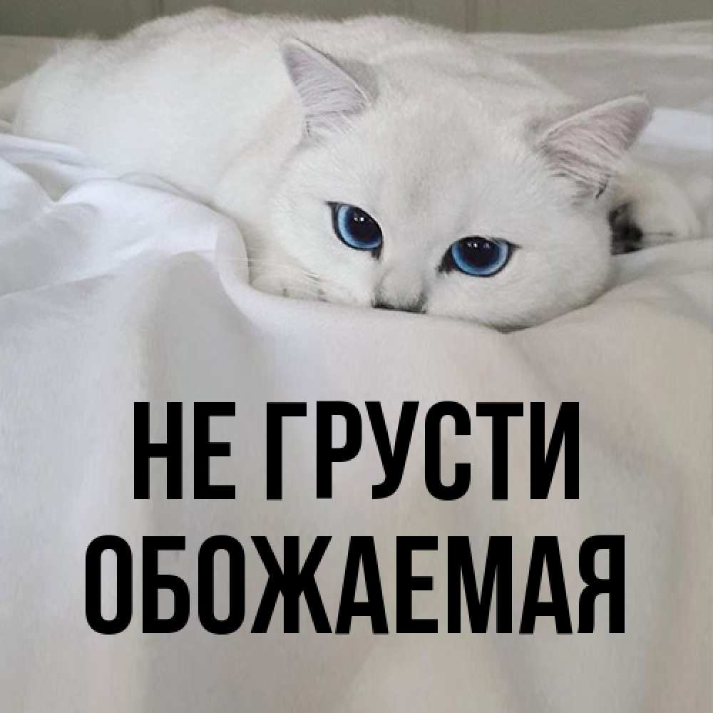 Открытка на каждый день с именем, обожаемая Не грусти Голубоглазая кошка Прикольная открытка с пожеланием онлайн скачать бесплатно 