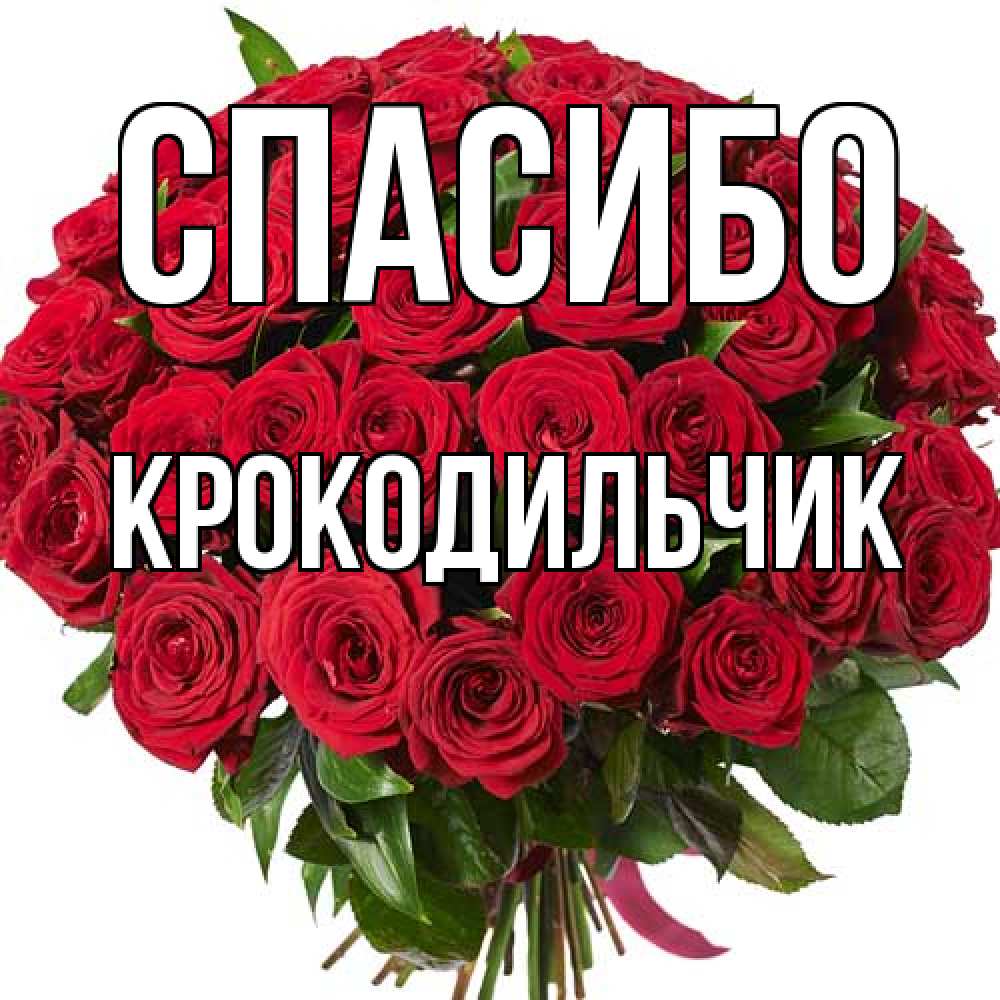 Открытка на каждый день с именем, Крокодильчик Спасибо букет красных роз Прикольная открытка с пожеланием онлайн скачать бесплатно 