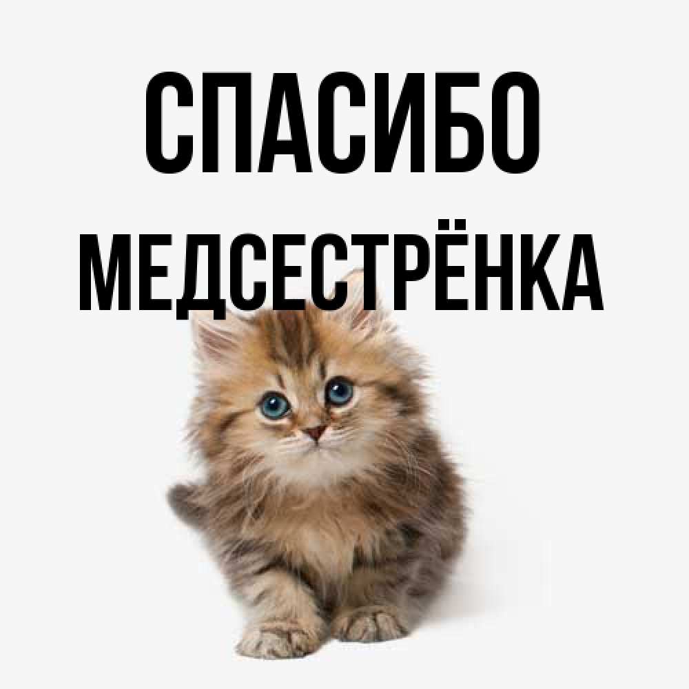 Открытка на каждый день с именем, Медсестрёнка Спасибо пушистый котик Прикольная открытка с пожеланием онлайн скачать бесплатно 