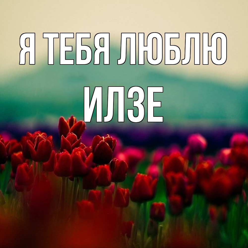 Открытка на каждый день с именем, Илзе Я тебя люблю тюльпаны 4 Прикольная открытка с пожеланием онлайн скачать бесплатно 