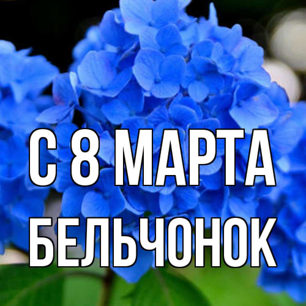 Открытка на каждый день с именем, бельчонок C 8 МАРТА синие цветы Прикольная открытка с пожеланием онлайн скачать бесплатно 
