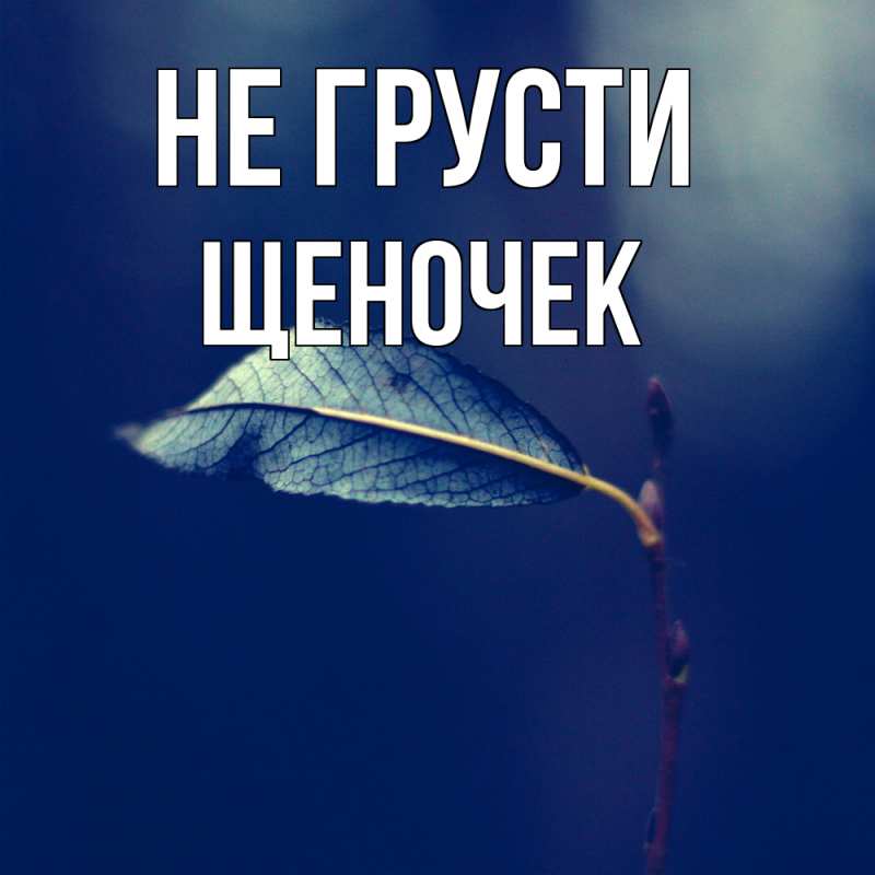 Картинка Не грусти, Щеночек