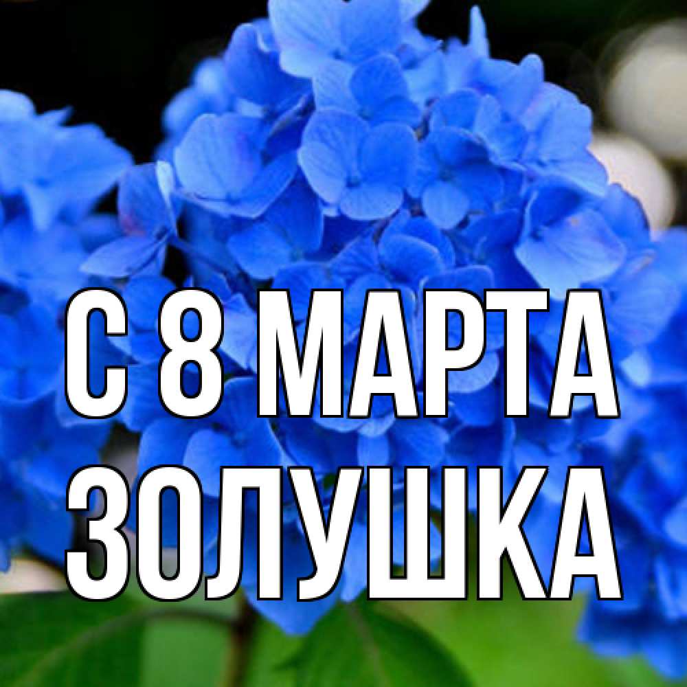 Открытка на каждый день с именем, Золушка C 8 МАРТА синие цветы Прикольная открытка с пожеланием онлайн скачать бесплатно 