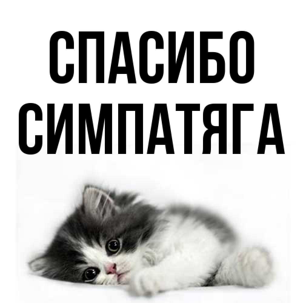 Открытка на каждый день с именем, Симпатяга Спасибо черный и белый кот Прикольная открытка с пожеланием онлайн скачать бесплатно 