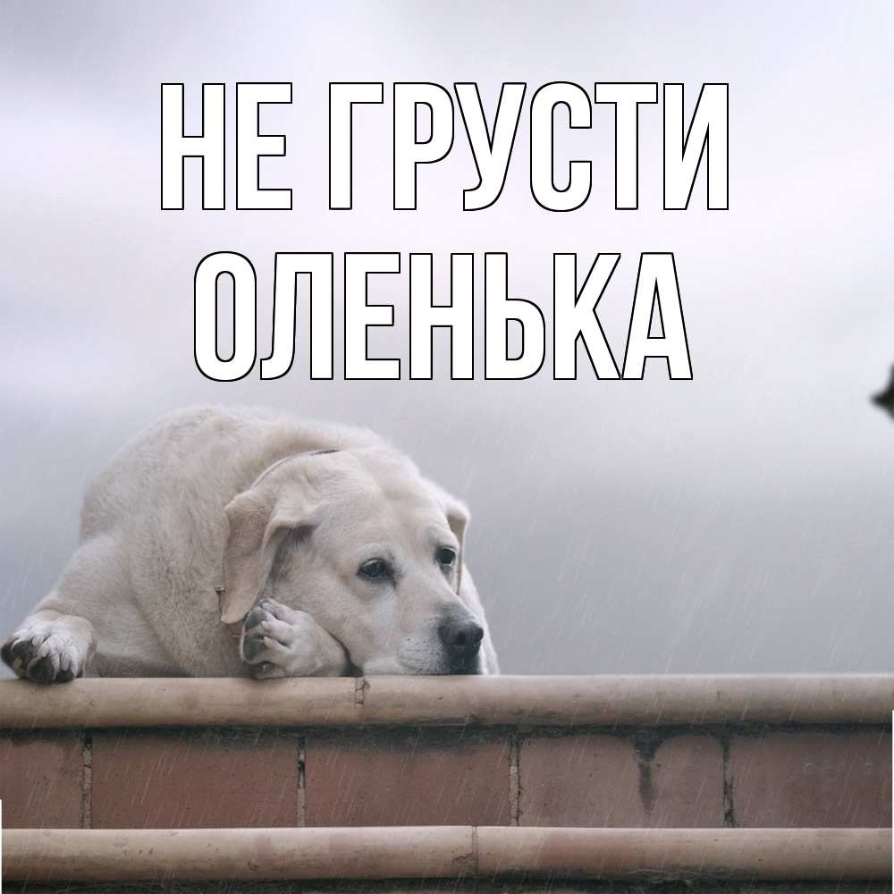 Открытка на каждый день с именем, Оленька Не грусти белый пес 1 Прикольная открытка с пожеланием онлайн скачать бесплатно 