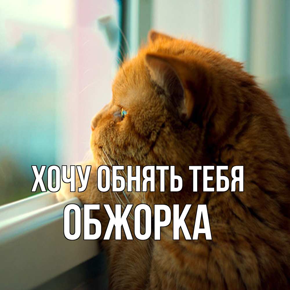 Открытка на каждый день с именем, Обжорка Хочу обнять тебя большой огромный рыжий котяра Прикольная открытка с пожеланием онлайн скачать бесплатно 