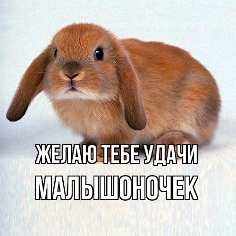 Картинка Желаю тебе удачи, Малышоночек