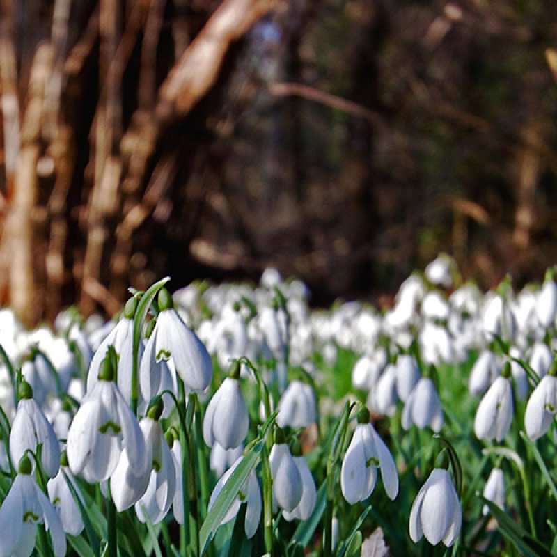 Картинка C 8 МАРТА, Зухра