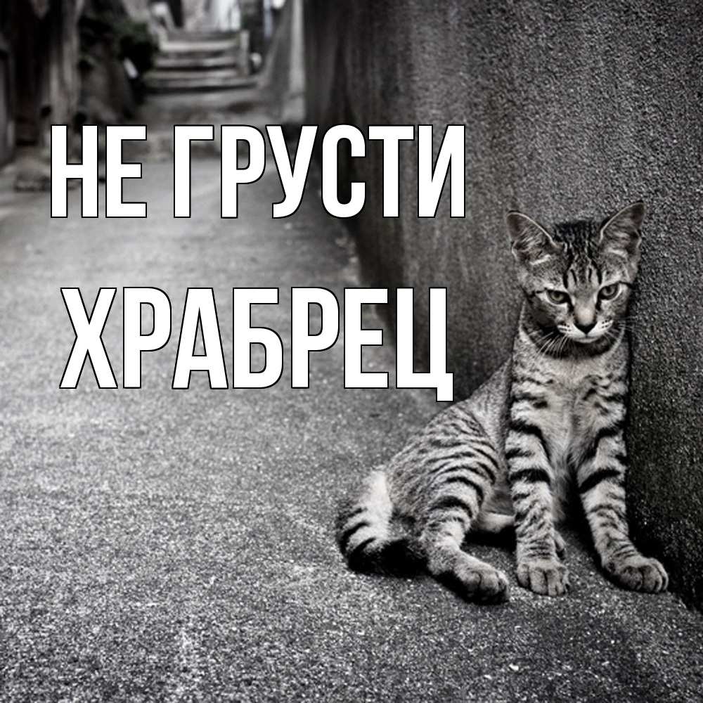 Открытка на каждый день с именем, Храбрец Не грусти скучающий котик Прикольная открытка с пожеланием онлайн скачать бесплатно 