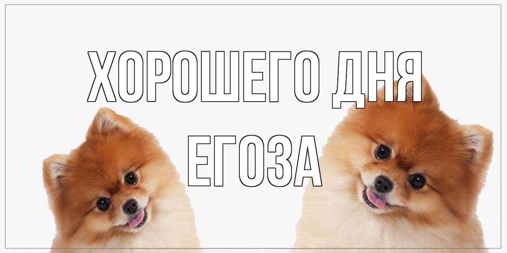 Открытка на каждый день с именем, егоза Хорошего дня собачки желают прекрасного дня Прикольная открытка с пожеланием онлайн скачать бесплатно 