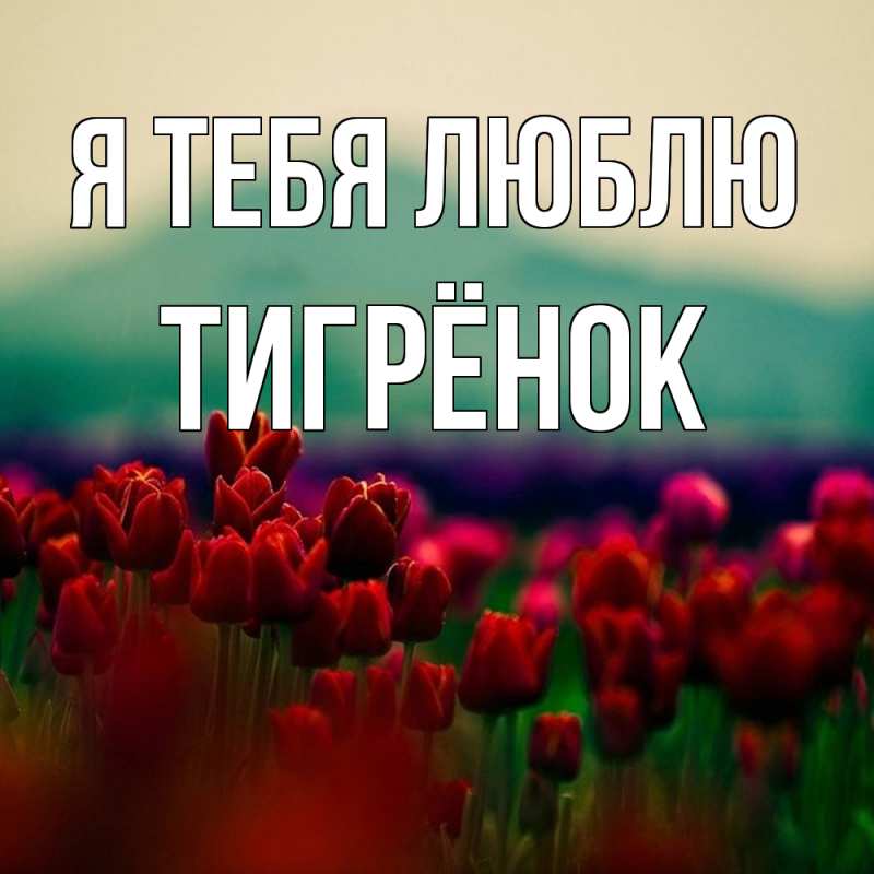 Картинка Я тебя люблю, Тигрёнок