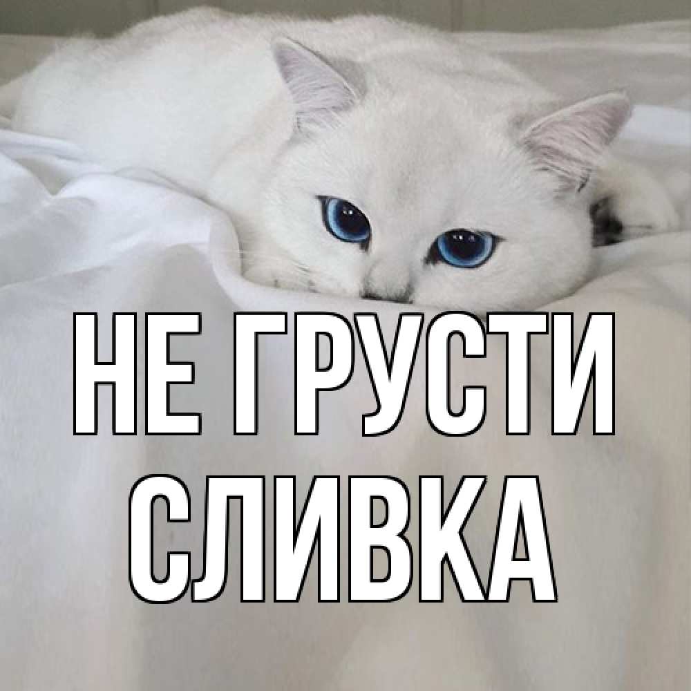 Открытка на каждый день с именем, Сливка Не грусти белый кот с голубыми глазами на белоснежной кровати Прикольная открытка с пожеланием онлайн скачать бесплатно 