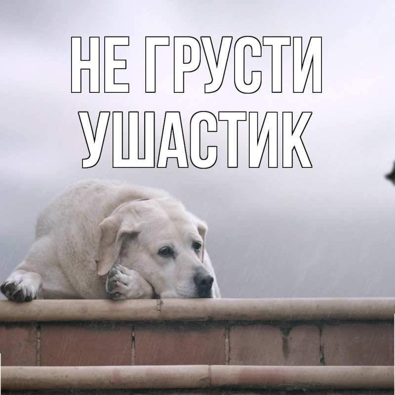 Картинка Не грусти, Ушастик