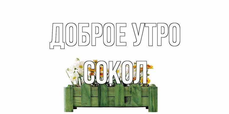 Картинка Доброе утро, Сокол