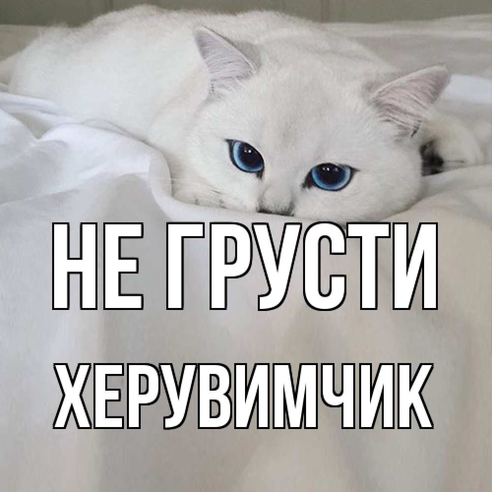 Открытка на каждый день с именем, Хеpувимчик Не грусти белый кот с голубыми глазами на белоснежной кровати Прикольная открытка с пожеланием онлайн скачать бесплатно 
