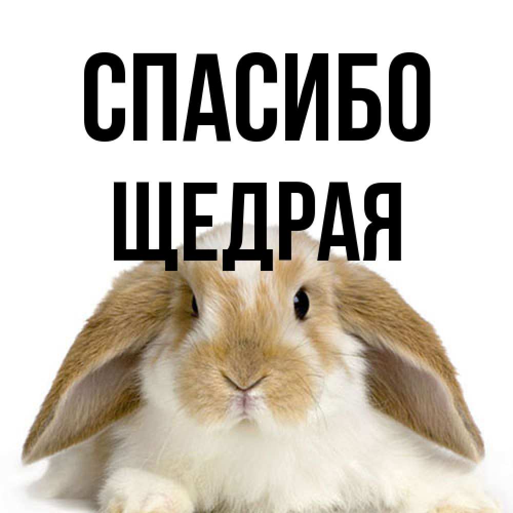 Открытка на каждый день с именем, Щедрая Спасибо коричнево белый заяц Прикольная открытка с пожеланием онлайн скачать бесплатно 