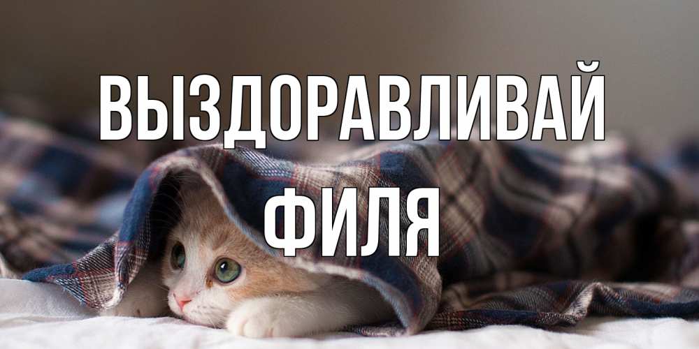 Открытка на каждый день с именем, Филя Выздоравливай не болейте с котиком Прикольная открытка с пожеланием онлайн скачать бесплатно 