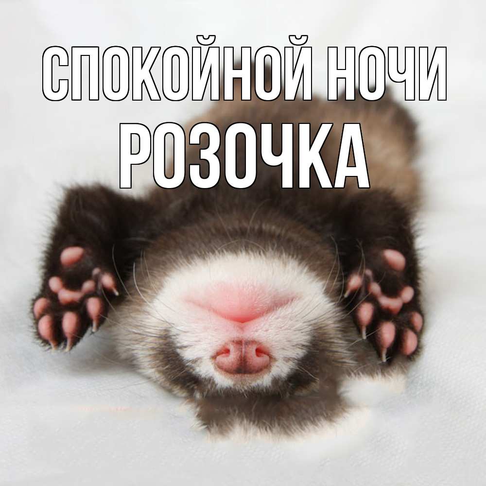 Открытка на каждый день с именем, Розочка Спокойной ночи зверек Прикольная открытка с пожеланием онлайн скачать бесплатно 